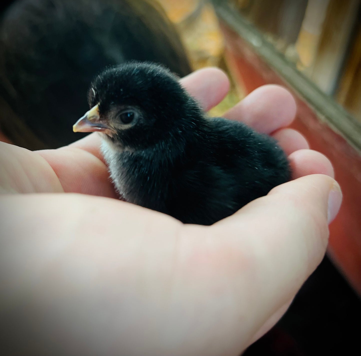 Chickens… Hatching soon!