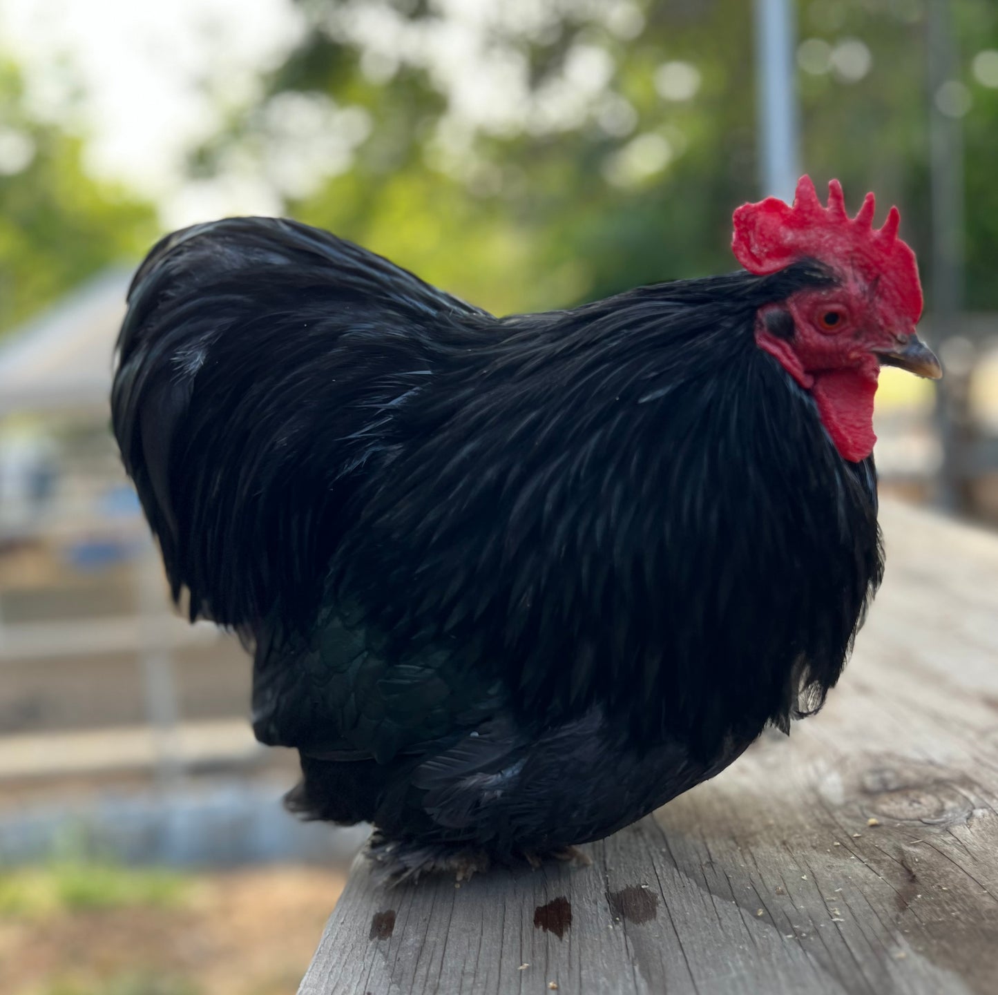 Chickens… Hatching soon!