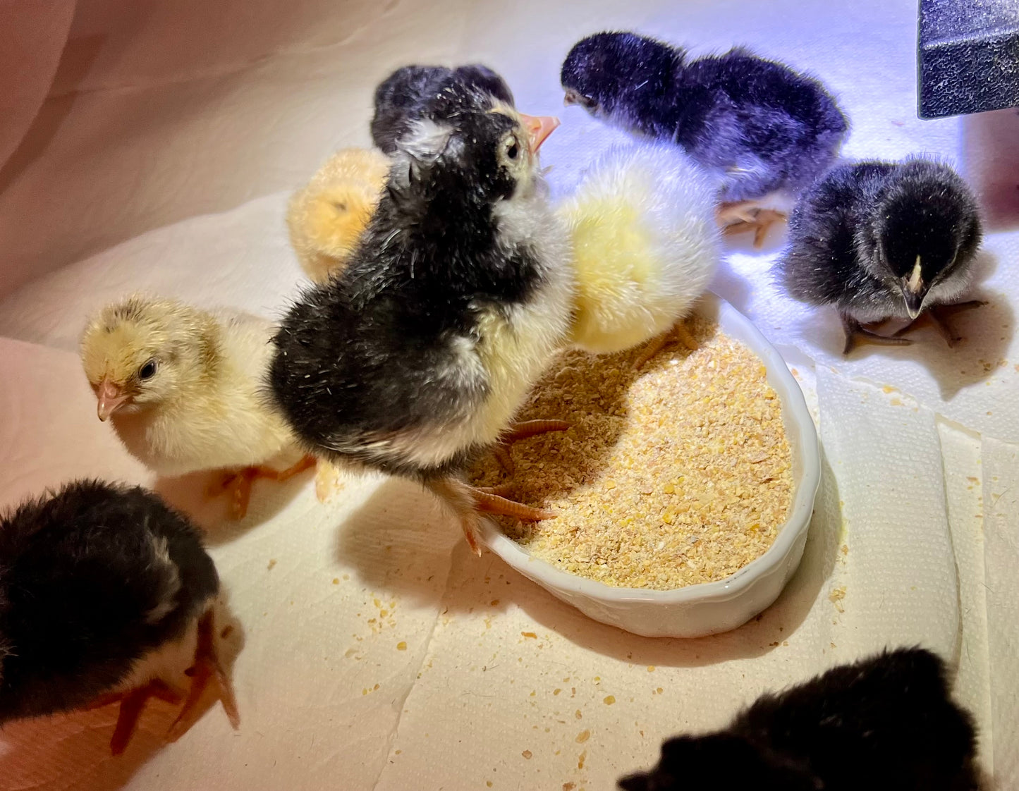 Chickens… Hatching soon!