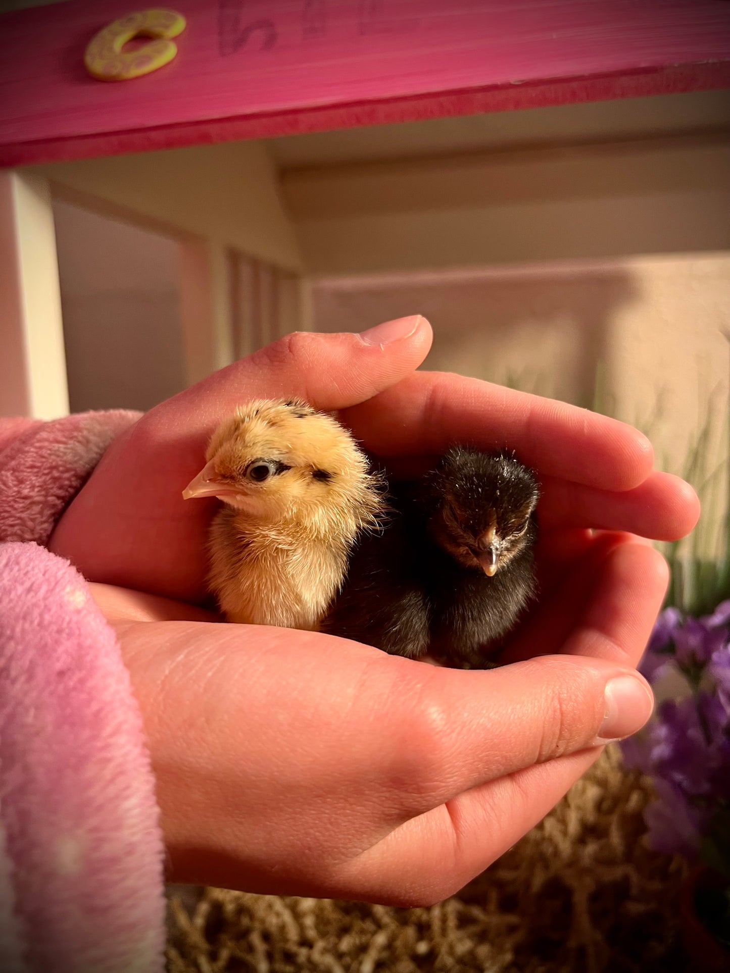 Chickens… Hatching soon!