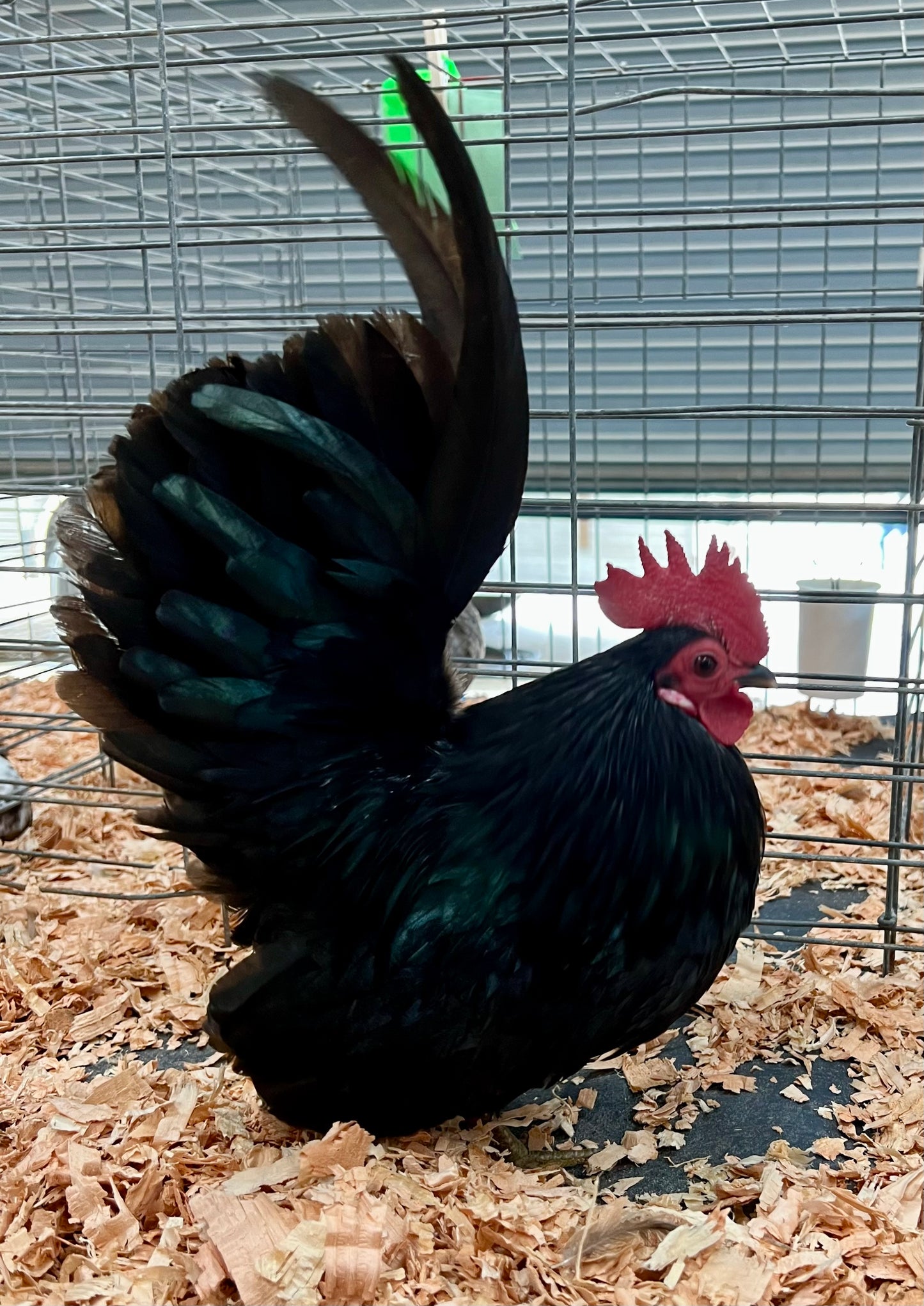 Chickens… Hatching soon!