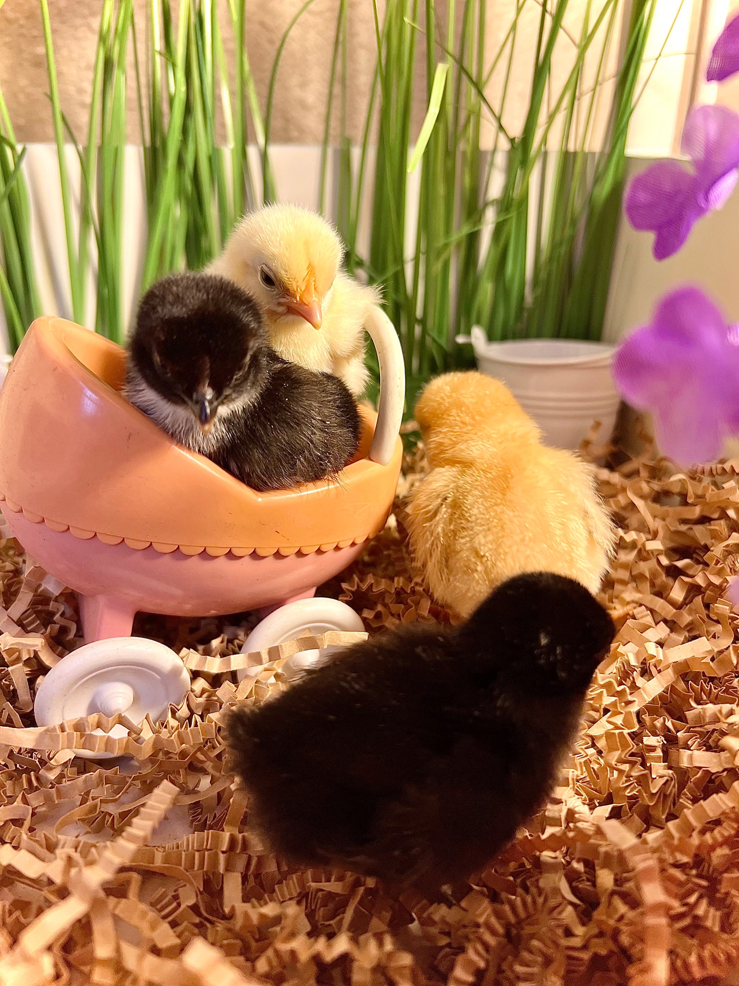 Chickens… Hatching soon!
