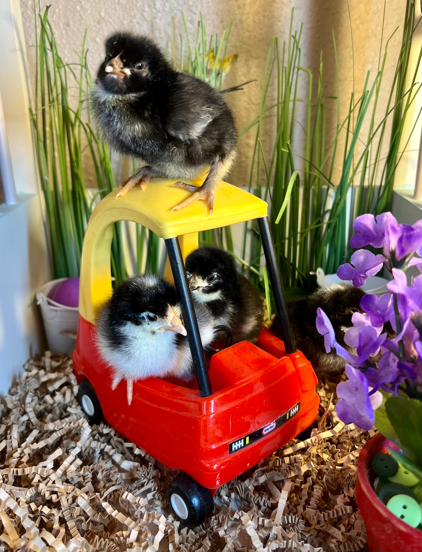 Chickens… Hatching soon!