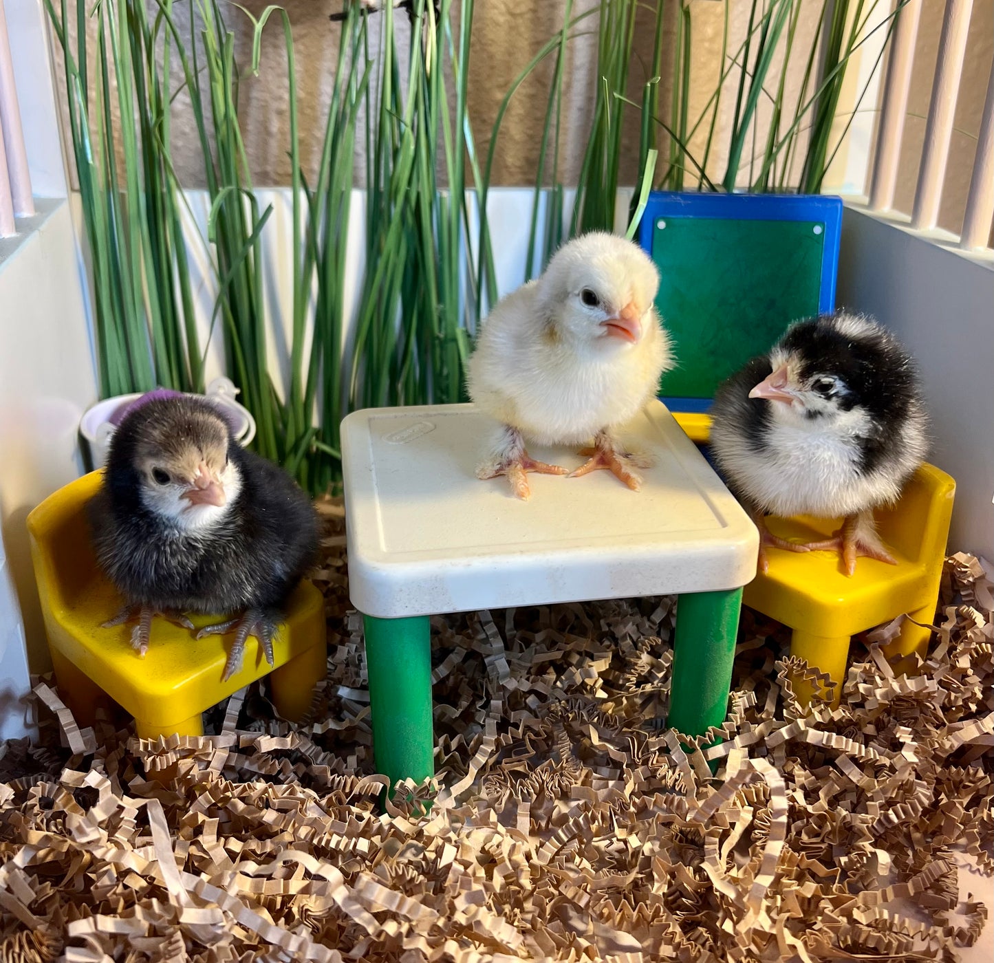 Chickens… Hatching soon!