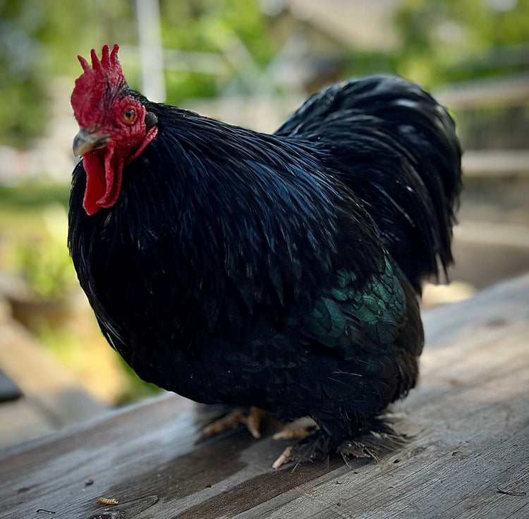 Chickens