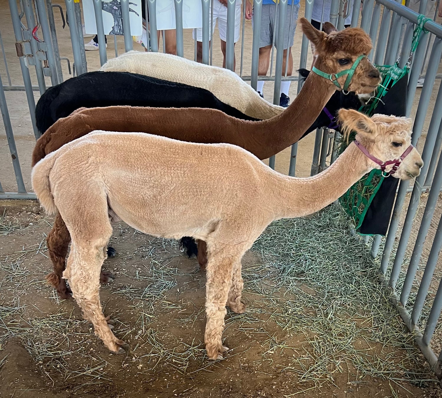 Alpaca Products