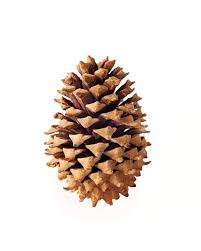 Genuine Coulter Pine Cone